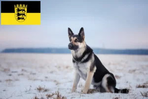 Read more about the article Eastern European Shepherd Dog Breeder și cățeluși în Baden-Württemberg