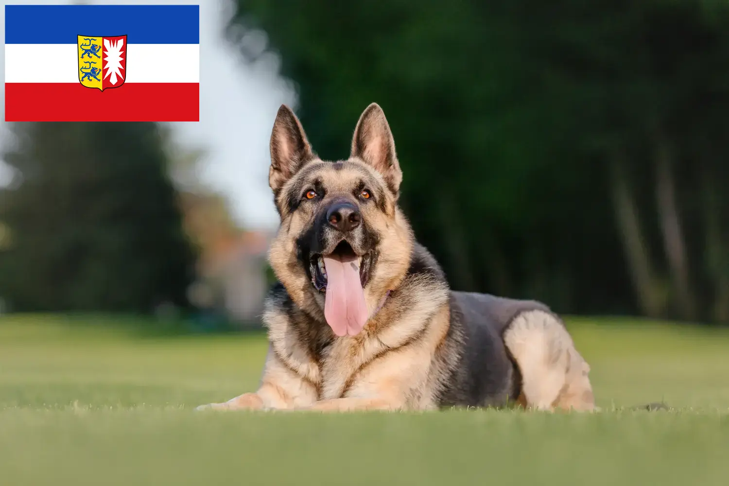 Read more about the article Eastern European Shepherd Dog Breeder și cățeluși în Schleswig-Holstein