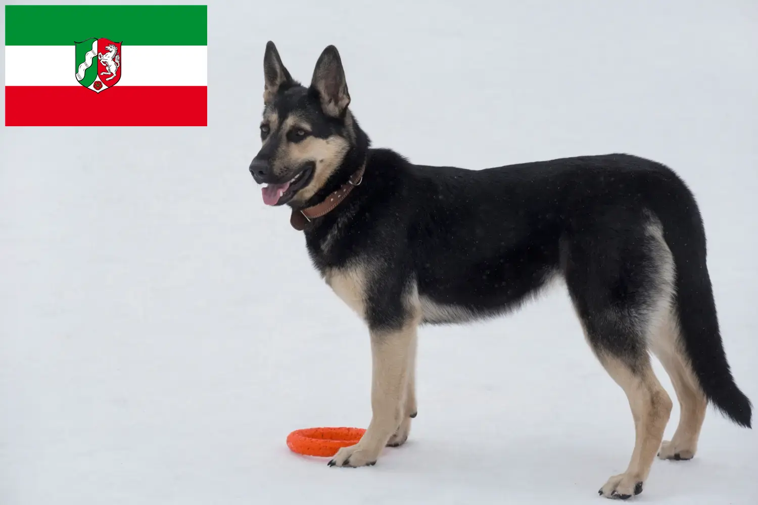 Read more about the article Eastern European Shepherd Dog Breeder și cățeluși în Renania de Nord-Westfalia