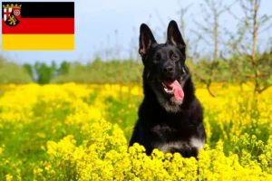 Read more about the article Eastern European Shepherd Dog Breeder și cățeluși în Rhineland-Palatinat