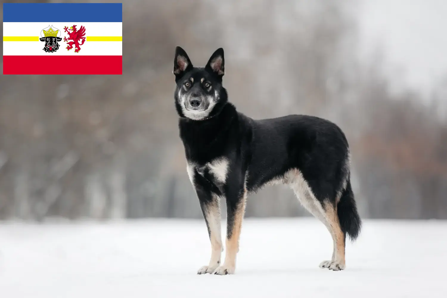 Read more about the article Eastern European Shepherd Dog Breeder și cățeluși în Mecklenburg-Vorpommern