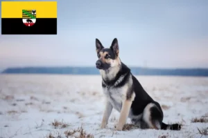 Read more about the article Eastern European Shepherd Dog Breeder și cățeluși în Saxonia-Anhalt