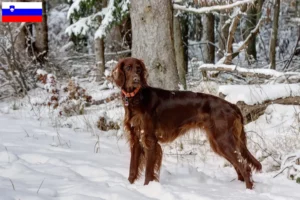 Read more about the article Irlandez Red Setter crescători și căței în Slovenia