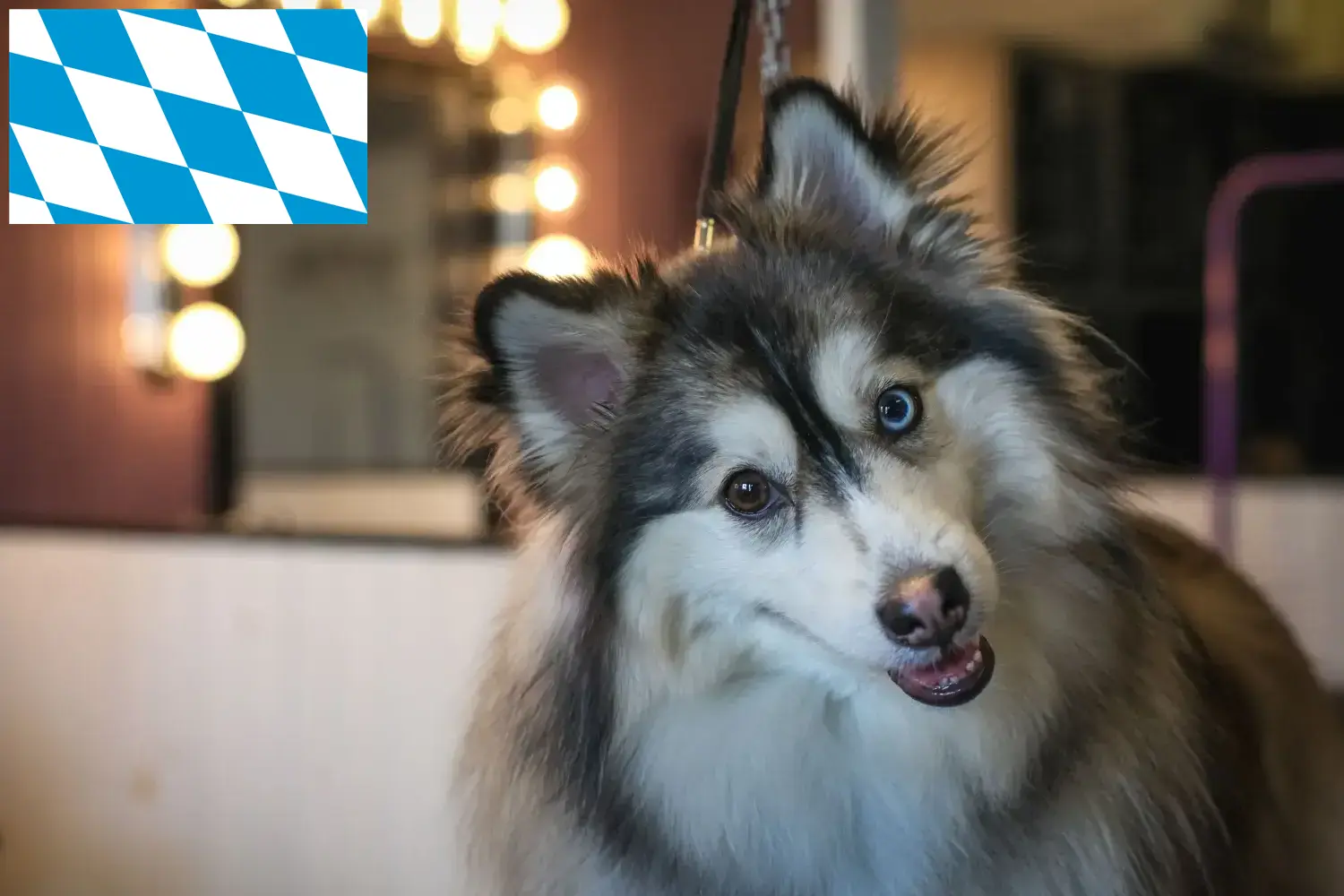 Read more about the article Pomsky crescători și căței în Bavaria