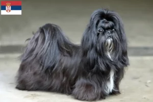 Read more about the article Shih Tzu crescători și căței în Serbia