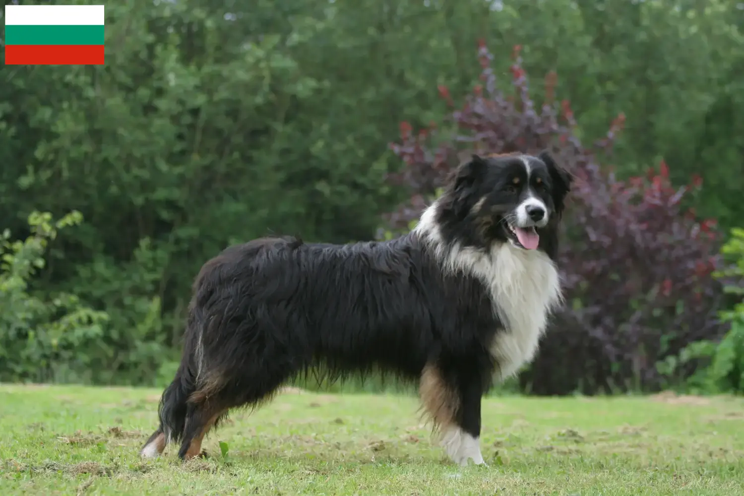 Read more about the article Australian Shepherd crescători și căței în Bulgaria