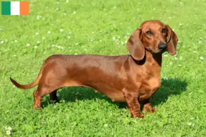 Read more about the article Crescători și căței Dachshund în Irlanda