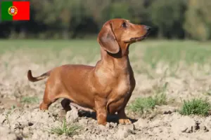 Read more about the article Crescători și căței Dachshund în Portugalia